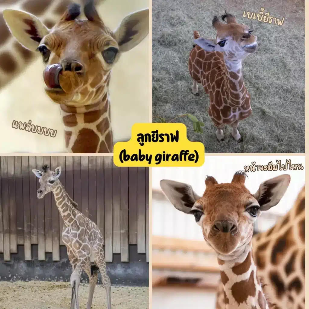 ลูกยีราฟ (baby giraffe)